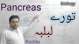 Pancreas  Biology  Class 11  Dr Mushtaq Pashto Lectures پانقراص  khwagaky [upl. by Emmalyn587]