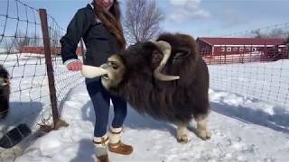 Meet A Musk Ox Monday Littleman [upl. by Allemaj874]