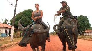 Animales por el mundo la policía de Marajó Brasil patrulla en búfalo [upl. by Ahsikyw]