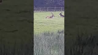 Deer at Margam park outdoors [upl. by Quintessa930]