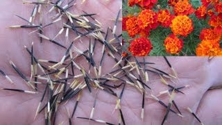 How to save French Marigold seeds Tagetes patula [upl. by Gaudet685]