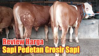 Review Sapi Pedetan di Grosir Sapi H Rudi Malang [upl. by Zondra]