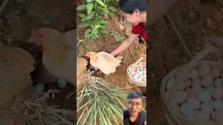 Harvesting chicken eggs [upl. by Jueta]