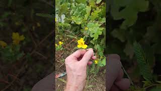 Partridge pea Chamaecrista fasciculata a eastern North America plant [upl. by Geldens]