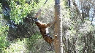 Sumatran Tiger Climbs 45 Metre Pole to Eat Dinner [upl. by Ellenor738]