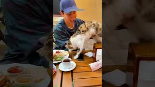 Cat Funny Videos 😻 Cat Fight 😹 cathouse Part 2139 [upl. by Yelrak]