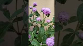 Gomphrena flower plants flowers trending viralvideo ytshorts minivlog love ytshorts shorts [upl. by Hewes]