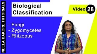 Biological Classification  NEET  Fungi  Zygomycetes Rhizopus  Neela Bakore Tutorials [upl. by Naira]