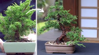 Making a Juniper Bonsai [upl. by Eilrahs]