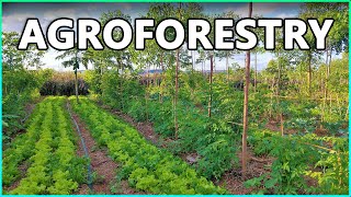 Agroforestry Systems and Sustainable Agriculture [upl. by Monahon45]