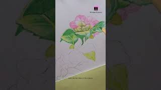 Camellia flower drawing with color pencils  flower drawing shorts art drawing easydrawing [upl. by Ylenats772]