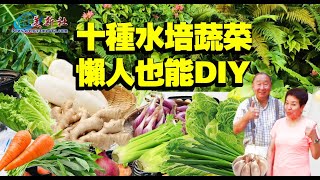 十種水培蔬菜，懶人也能DIY。白蘿蔔，紅蘿蔔，生菜，白菜，芹菜，紅蔥頭，生薑，青蔥，空心菜，大蒜的水培種植， [upl. by Baler]