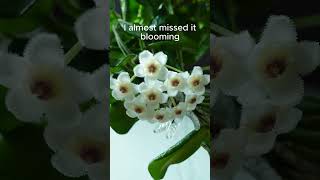 Experience the Magic Hoya Rotundifloras 12Hour Bloom Captured in Time Lapse [upl. by Hu]