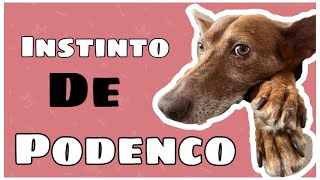 🔵EL INSTINTO del PODENCO 🦊Entenderlo y aceptarloPodencos [upl. by Andeee455]