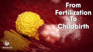 from fertilization to childbirth  3d medical animation  by Dandelion Team [upl. by Itraa]