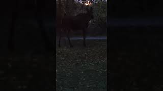 Moose Evening Feast in Anchorage [upl. by Costanza]