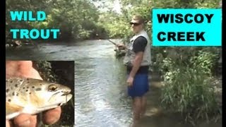 WISCOY CREEK  WILD BROWN TROUT [upl. by Sivia]