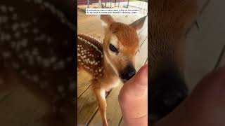 A policeman saw a baby deer lying on the street then deer babydeer short [upl. by Nail]