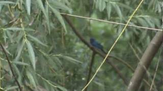 Passerina cyanea Indigo Bunting [upl. by Lani]