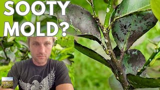 SOOTY MOLD FUNGUS tips for CITRUS tree disease and treatment [upl. by Clarance740]