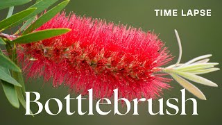 Timelapse CallistemonBottlebrush Flowers Blooming  Australian Native Plant [upl. by Chantalle346]