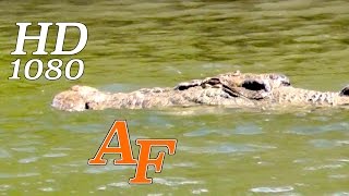 Crocodile Stalks Fishermen Croc attack imminent Andysfishing Hinchinbrook EXCLUSIVE VIDEO EP180 [upl. by Antonetta]