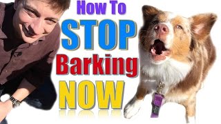 How to Teach Your Dog Not to Bark Humanely and Effectively 3 Things You Can Do Right Now [upl. by Ennahs]