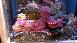 Juvenile Giant Pacific Octopus feeding on a Purple Shore Crab [upl. by Ahsennod]