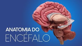 Sistema Nervoso  Anatomia do Encéfalo [upl. by Andrien]