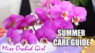 Phalaenopsis Orchids Summer Care  Detailed care guide for Orchid beginners [upl. by Victoir]