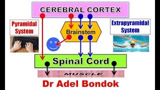 Pyramidal and Extrapyramidal Motor System and Desending Tracts Dr Adel Bondok [upl. by Aniela199]