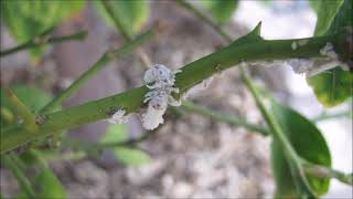 MEALY BUGS  All you need to know about these insects and how to stop them [upl. by Ritchie]