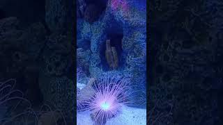 Amazing Tube Anemones aquarium reeftank floridaaquarium [upl. by Cooperstein]