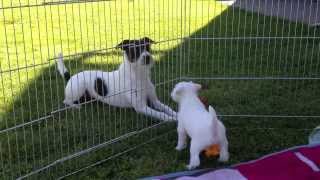 Parson russell terrier puppies amp the first walk in nature [upl. by Anade]