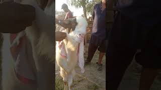 Jhalar chk Karo guys 😍youtubeshort bakramand cow [upl. by Missi]