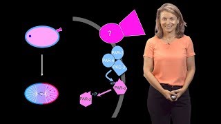 Geraldine Seydoux Johns Hopkins  HHMI 1 From Egg to Worm How to Create a Body Axis [upl. by Jephum]