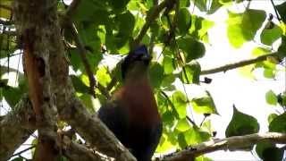 Purple Crested Turaco calling [upl. by Cchaddie826]