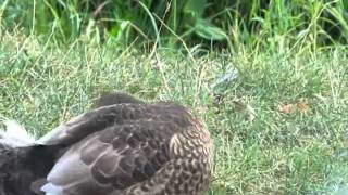 La voix des feuilles sur lîle aux canards Lawrence Roseberry [upl. by Auberbach]