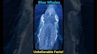 Blue Whales Unbelievable Facts You Never Knew [upl. by Thedric]