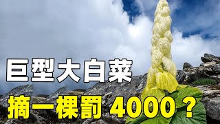 摘一棵罰4000？喜馬拉雅山脈上的「巨型白菜」，一生只開一次花喜马拉雅山西藏大白菜科普 [upl. by Pitts]