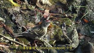 2023 홍방울새 Common Redpoll [upl. by Annabal576]