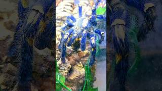 ❤️💛💯💛❤️TARANTULAS IN MATTHEWS JUNGLE❤️💛💯💛❤️ tarantulas nature wildlife tarantulasoftheworld [upl. by Reseta]