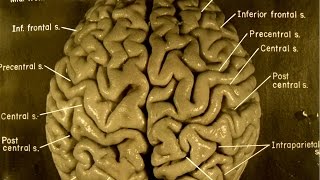 Take A Guided Tour Of Einsteins Brain [upl. by Noedig]