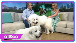 Learn About the Great Pyrenees Rescue of Atlanta [upl. by Alameda]