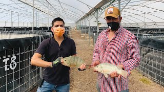 Granja Acuícola  Venta de mojarra tilapia del Nilo  Engorda y alimentación [upl. by Gavini316]