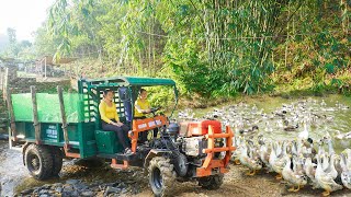 Use Truck Harvesting Many Ducks From Duck Farm And Transport Many Duck Goes To Sell Daily Farm [upl. by Crispen190]