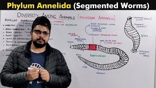 Phylum Annelida  Segmented Worms [upl. by Findlay]