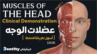 تشريح عضلات الرأس  Muscles of The Head amp Neck  Part 1 [upl. by Odicalp]