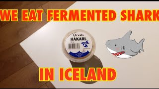 We eat Hakarl in Iceland Did we like it [upl. by Craw]