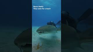 Nurse Shark love to be around the divers shark sharks sharkweek [upl. by Stegman]